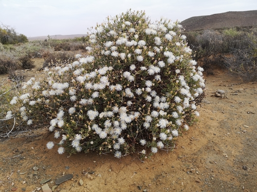 Mesembryanthemum brevicarpum (L.Bolus) Klak 4