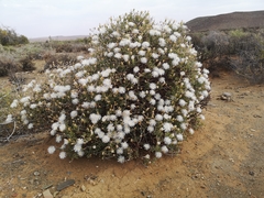 Mesembryanthemum brevicarpum
