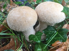 Lycoperdon perlatum