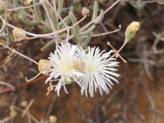 Mesembryanthemum brevicarpum