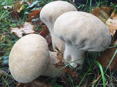 Lycoperdon perlatum