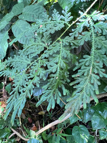 Selaginella willdenowii observed 2025-07-10
