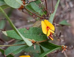 Platylobium parviflorum