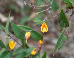 Platylobium parviflorum