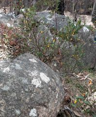 Platylobium parviflorum
