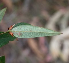 Platylobium parviflorum