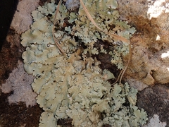 Flavoparmelia haysomii