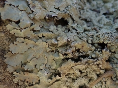 Flavoparmelia haysomii