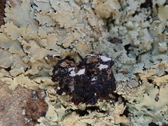 Flavoparmelia haysomii