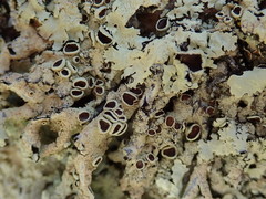 Flavoparmelia haysomii