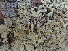 Flavoparmelia haysomii