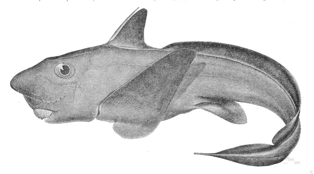 Purple Chimaera