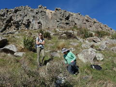 Flavoparmelia haysomii