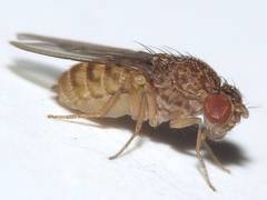 Drosophila repleta