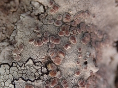 Lecanora farinacea
