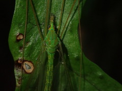 Leptotarsus virescens