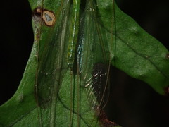 Leptotarsus virescens