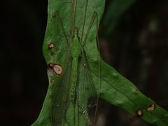 Leptotarsus virescens