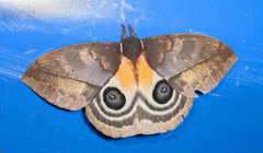 Automeris postalbida