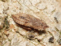 Ledracotis gunnensis