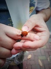 Poecilocoris druraei