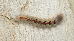 Trichiocercus sparshalli