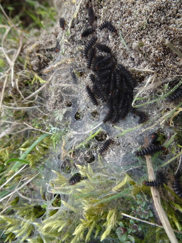 Melitaea cinxia