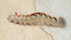 Trichiocercus sparshalli