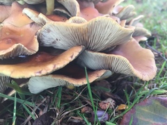 Hypholoma