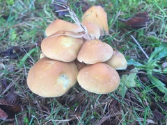 Hypholoma