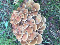 Hypholoma