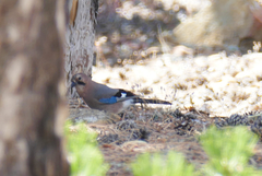 Garrulus glandarius glaszneri