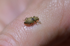 Chalepistes compressus