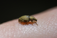 Chalepistes compressus