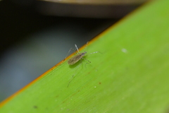Amphineurus