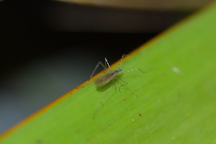 Amphineurus