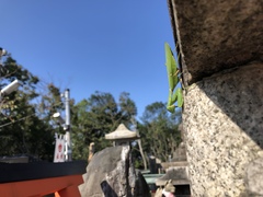 Hierodula patellifera patellifera