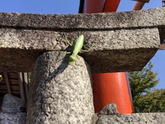 Hierodula patellifera patellifera