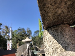 Hierodula patellifera patellifera