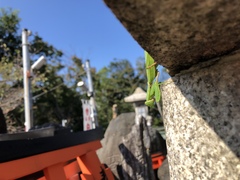 Hierodula patellifera patellifera