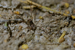 Forsteropsalis
