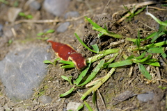 Arthurdendyus testaceus