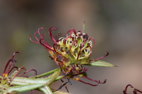 Grevillea manglesioides