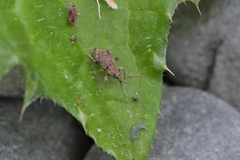 Chalepistes compressus