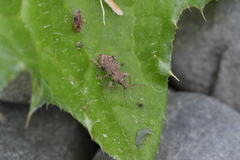 Chalepistes compressus