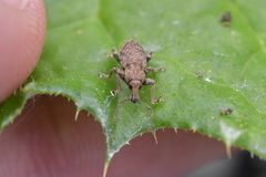 Chalepistes compressus