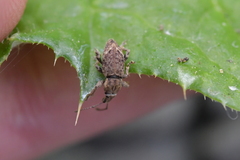 Chalepistes compressus