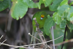 Cyanoramphus auriceps