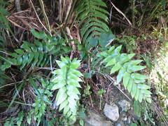 Asplenium lepidotum