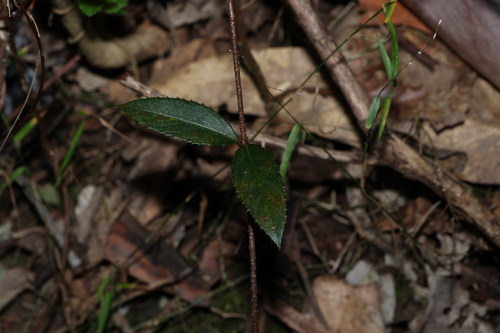 Aphanopetalum resinosum (Aphanopetalum resinosum)
